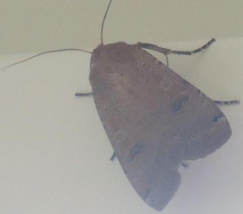 Noctua pronuba